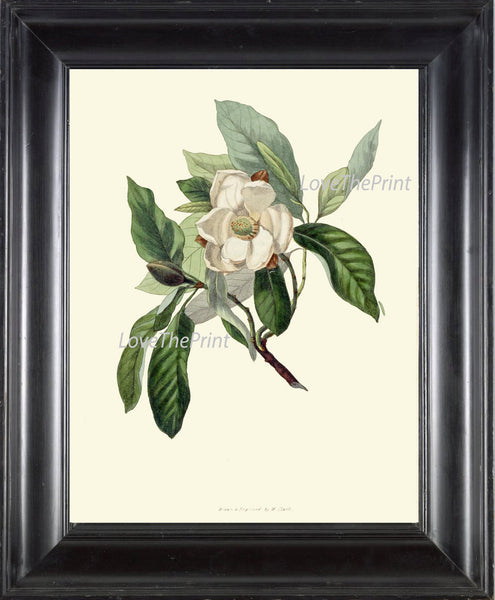 BOTANICAL Flower PRINT Clarke  Art Print 9 Beautiful Sweet Bay White Bay Leaf Tree Laurel Herb Spice Cooking Kitchen Dining Room Decor