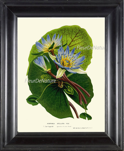 BOTANICAL PRINT HOUTTE  Art Print 130 Beautiful Blue Water Lily Waterlily Antique Large Flower Lake Nature Home Cottage Decor to Frame