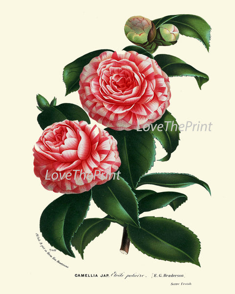 BOTANICAL PRINT HOUTTE  Art Print 178 Beautiful Pink White Camellia Antique Colored Colorful Illustration Botany Spring Summer Garden
