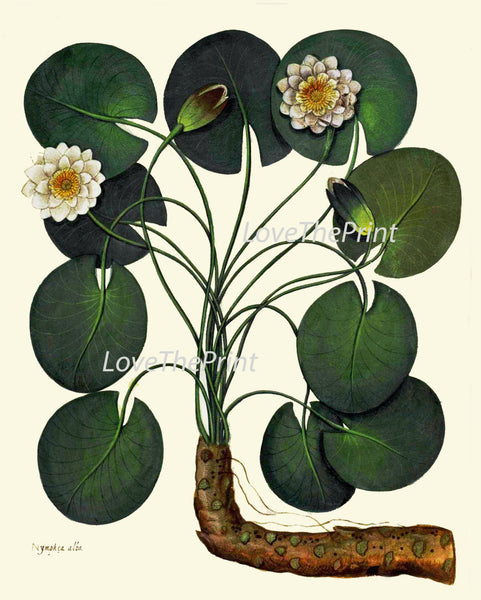 ITALIAN Waterlily Print Aldrovandi  Art 44 Botanical Antique Beautiful Rooted White Water Lily Flower Plant Green Leaves Home Nature