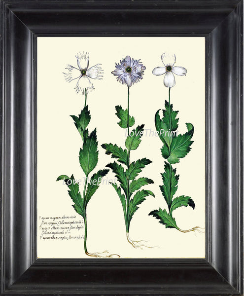 ITALIAN Botanical Print Aldrovandi  Art 47 Antique Beautiful white Blue Carnation Flowers Wildflowers Ivory Background Interior Design