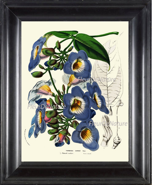 BOTANICAL PRINT HOUTTE  Art Print 22 Beautiful Blue Sky Vine Plant Antique Flowers Spring Summer Garden Home Wall Room Decor to Frame