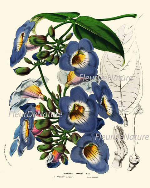 BOTANICAL PRINT HOUTTE  Art Print 22 Beautiful Blue Sky Vine Plant Antique Flowers Spring Summer Garden Home Wall Room Decor to Frame