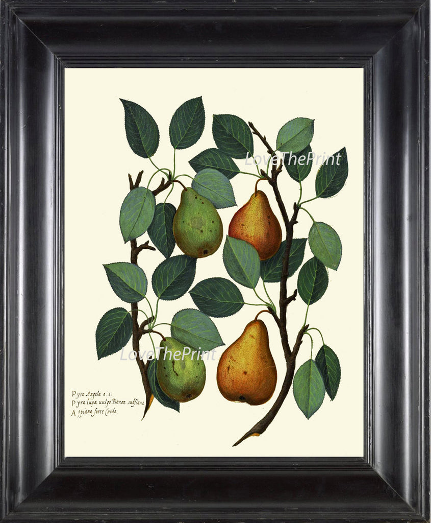 ITALIAN Fruit Print Aldrovandi  Art 45 Antique Beautiful Green Golden Yellow Pear Tree Leaves Garden Nature Painting Interior Design