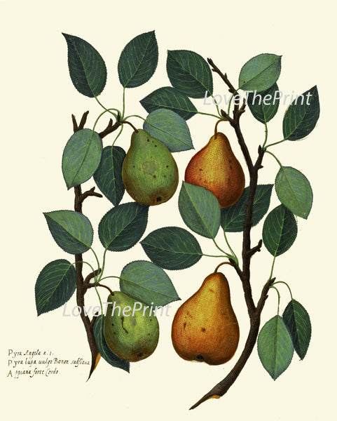 ITALIAN Fruit Print Aldrovandi  Art 45 Antique Beautiful Green Golden Yellow Pear Tree Leaves Garden Nature Painting Interior Design