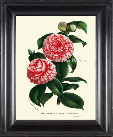 BOTANICAL PRINT HOUTTE  Art Print 178 Beautiful Pink White Camellia Antique Colored Colorful Illustration Botany Spring Summer Garden