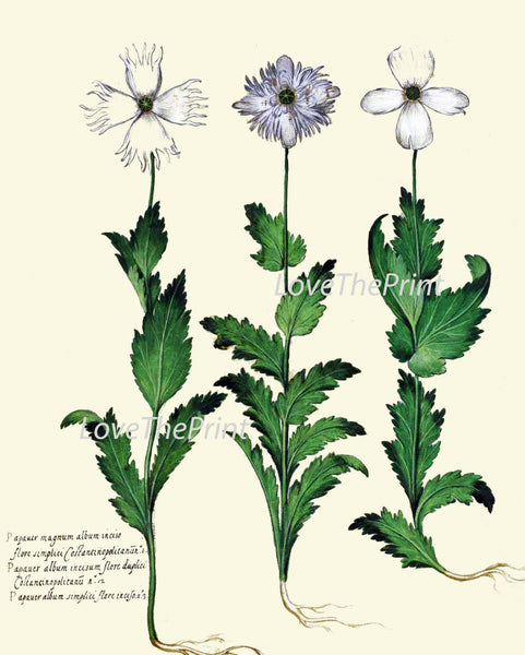 ITALIAN Botanical Print Aldrovandi  Art 47 Antique Beautiful white Blue Carnation Flowers Wildflowers Ivory Background Interior Design