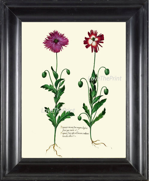 ITALIAN Botanical Print Aldrovandi  Art 48 Antique Beautiful Pink Carnation Flowers Wildflowers Spring Summer Country Interior Design