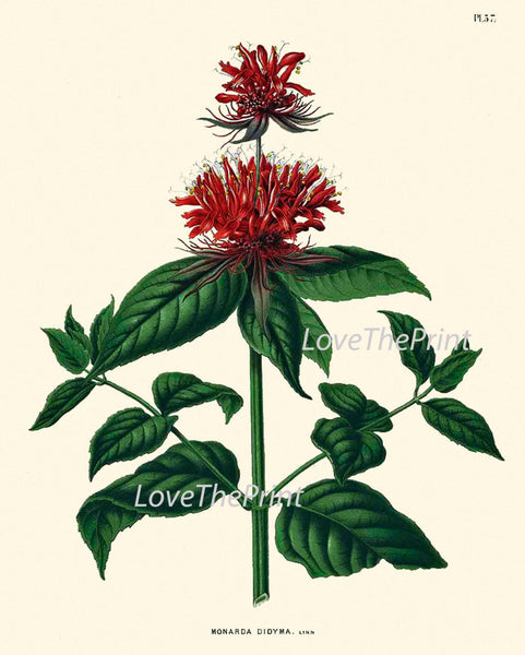 BOTANICAL PRINT WITTE  Art 43 Antique Red Crimson Scarlet Beebalm  M0onarda Oswego Tea Bergamot Red Flower Wildflower Nature Home Decor