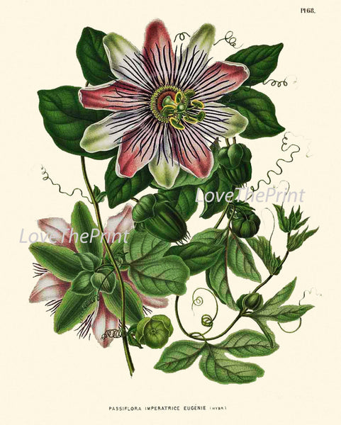 BOTANICAL PRINT WITTE  Art 51 Antique Passion Fruit Flower Tropical Nature Wall Home Decor to Frame Illustration Natural Science Chart
