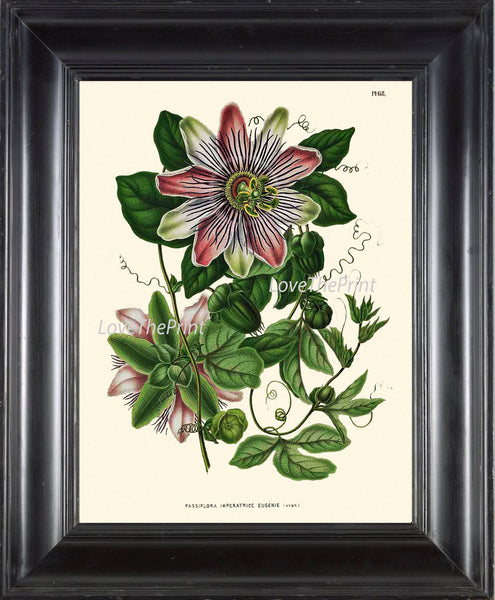 BOTANICAL PRINT WITTE  Art 51 Antique Passion Fruit Flower Tropical Nature Wall Home Decor to Frame Illustration Natural Science Chart