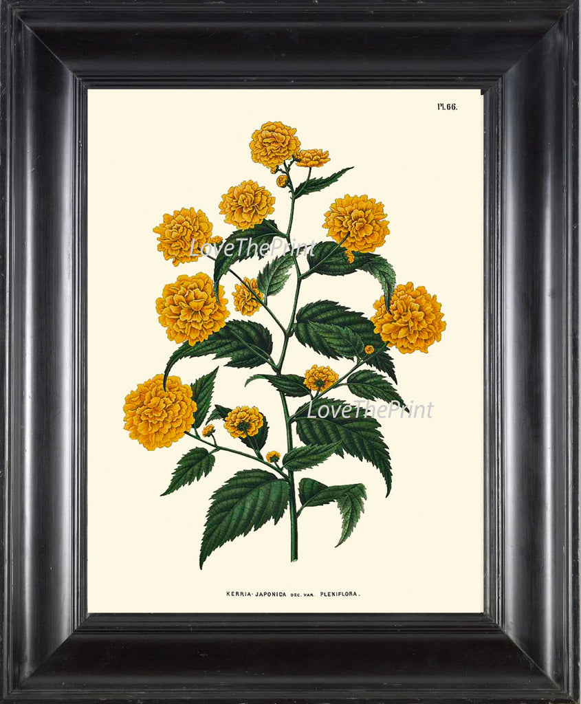 BOTANICAL PRINT WITTE  Art 50 Beautiful Yellow Japonica Flower WIldflowers Antique Illustration Interior Design Summer Nature to Frame
