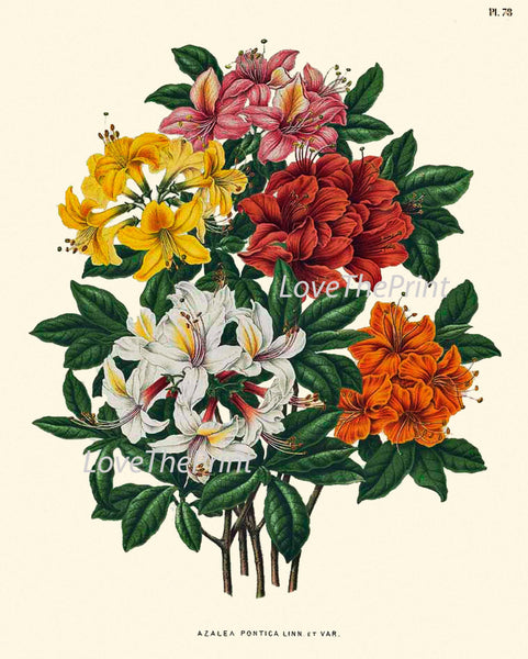 BOTANICAL PRINT WITTE  Art 55 Beautiful Yellow White Orange Red Rhododendron Flower Country Garden Nature Illustration To Frame Decor