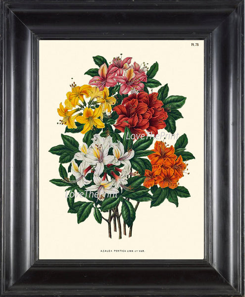 BOTANICAL PRINT WITTE  Art 55 Beautiful Yellow White Orange Red Rhododendron Flower Country Garden Nature Illustration To Frame Decor