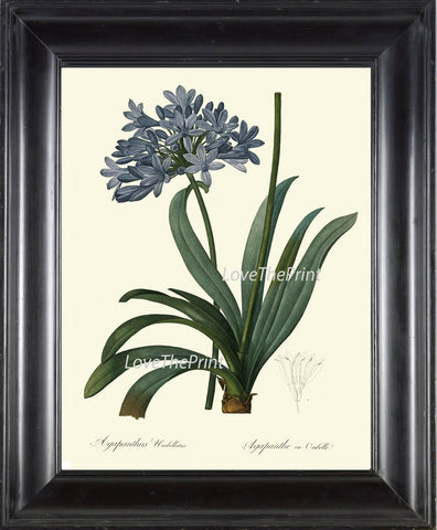 BOTANICAL Art PRINT 238 Redoute Flower  Beautiful Blue Large Agapanthus Plant California Antique Nature to Frame Interior Design