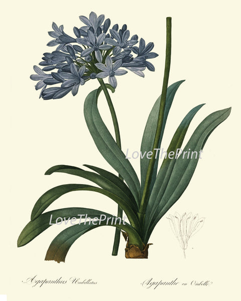 BOTANICAL Art PRINT 238 Redoute Flower  Beautiful Blue Large Agapanthus Plant California Antique Nature to Frame Interior Design
