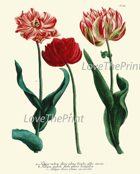 BOTANICAL PRINT  Art Print W29 Beautiful AntiqueTulips Red Flower Spring Summer Garden Plant Chart Nature to Frame Living Dining Room