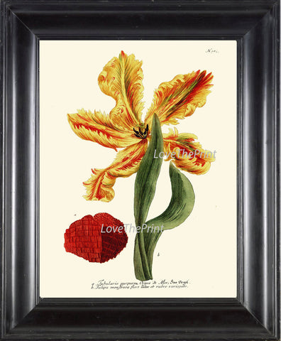 BOTANICAL PRINT  Art W16 Beautiful Antique Large Yellow Tulip Flower Spring Summer Garden Plant Chart Nature to Frame Living Dining Room