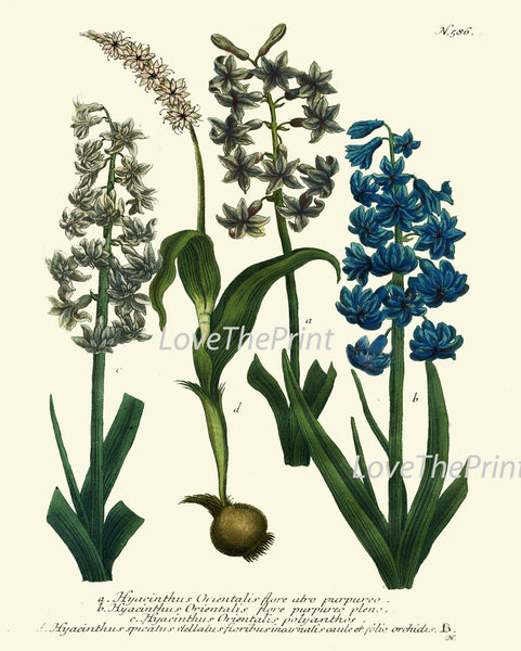 BOTANICAL PRINT  Art W14 Beautiful Antique Blue White Hyacinth Flower Spring Summer Garden Plant Chart Nature to Frame Interior Design