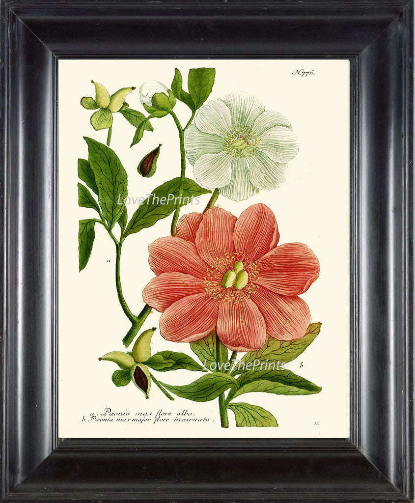 BOTANICAL PRINT  Art W38 Beautiful Antique White Red Peony Flowers Spring Summer Garden Plant Chart Vintage Home Wall Decor Decoration