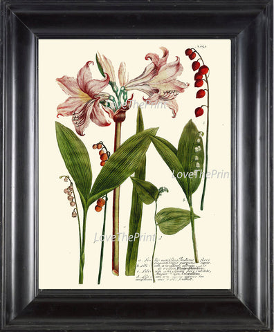 BOTANICAL PRINT  Art W34 Beautiful Pink Amaryllis Flowers Red Berries Berry Seeds Plant Chart Vintage Home Room Wall Decor Decoration