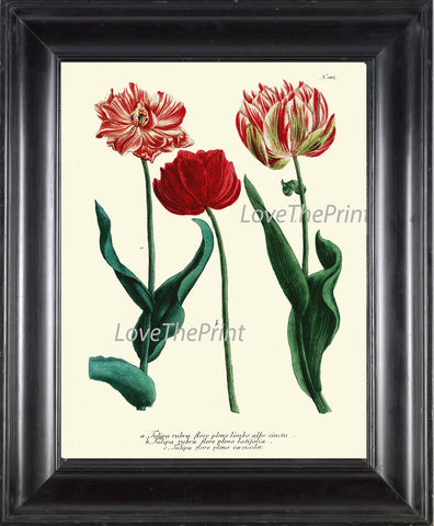 BOTANICAL PRINT  Art Print W29 Beautiful AntiqueTulips Red Flower Spring Summer Garden Plant Chart Nature to Frame Living Dining Room