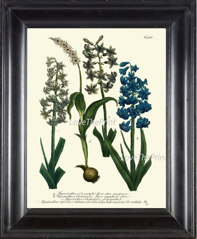 BOTANICAL PRINT  Art W14 Beautiful Antique Blue White Hyacinth Flower Spring Summer Garden Plant Chart Nature to Frame Interior Design