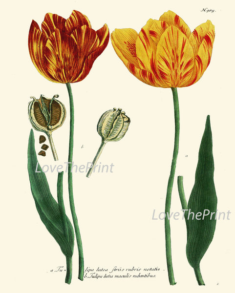 BOTANICAL PRINT  Art W25 Beautiful Antique Red Yellow Tulips Flower Spring Summer Garden Plant Chart Vintage to Frame Interior Design