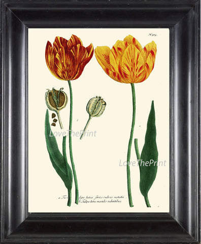 BOTANICAL PRINT  Art W25 Beautiful Antique Red Yellow Tulips Flower Spring Summer Garden Plant Chart Vintage to Frame Interior Design