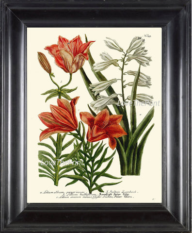 BOTANICAL PRINT  Art W35 Beautiful Antique Orange White Lily Flowers Spring Summer Garden Plant Chart Vintage Home Wall Decor Decoration