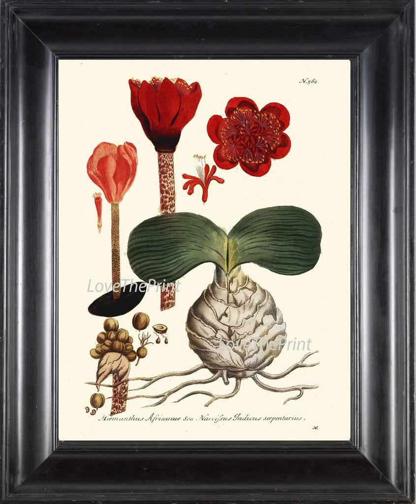BOTANICAL PRINT  Art W12 Beautiful Red Flowers Seeds Bulb Tropical Plant Chart Vintage Home Room Wall Decor Decoration