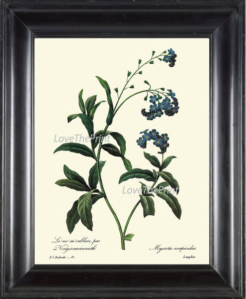 BOTANICAL PRINT Redoute Flower  Art Print 60 Beautiful Blue Forget-me-not Small Flowers Plant Garden Nature to Frame Home Decor