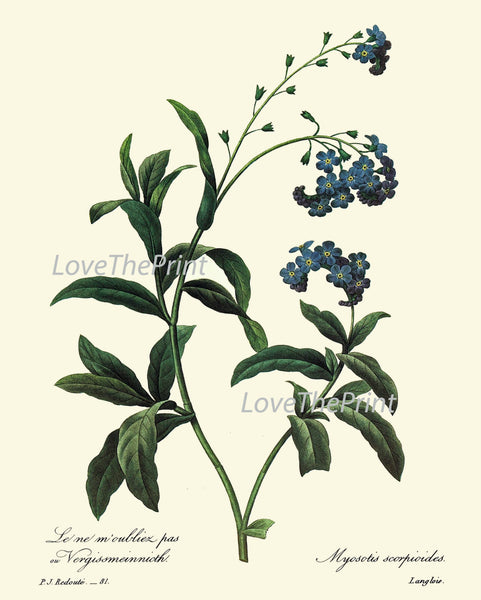 BOTANICAL PRINT Redoute Flower  Art Print 60 Beautiful Blue Forget-me-not Small Flowers Plant Garden Nature to Frame Home Decor