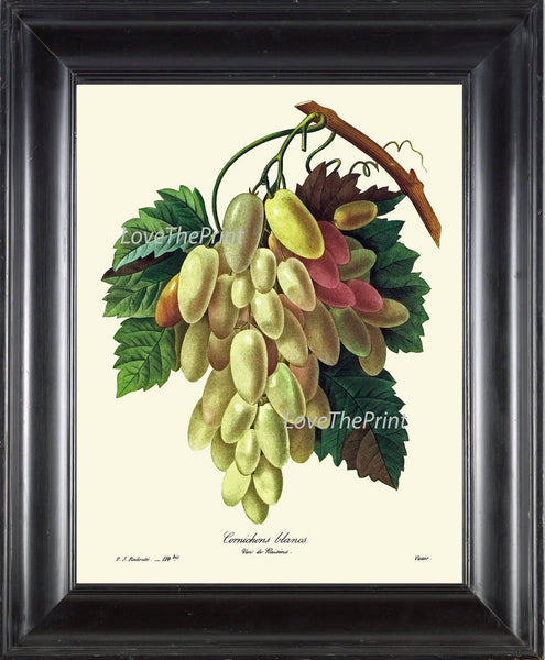 BOTANICAL Fruit PRINT Redoute  Art Print 68 Beautiful Grapes Grape Vine White Italian Plant French Garden Nature to Frame Home Decor