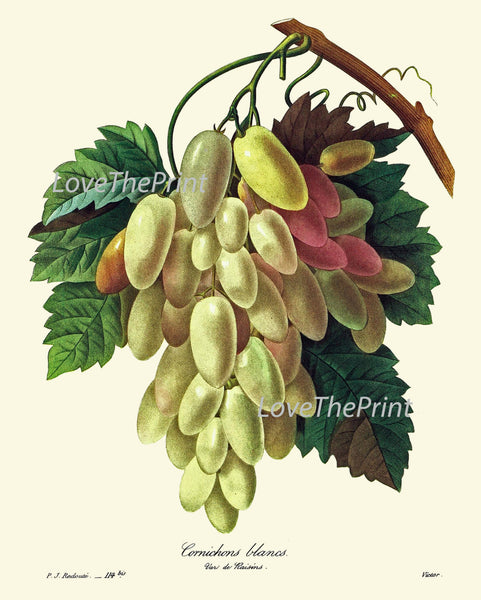 BOTANICAL Fruit PRINT Redoute  Art Print 68 Beautiful Grapes Grape Vine White Italian Plant French Garden Nature to Frame Home Decor