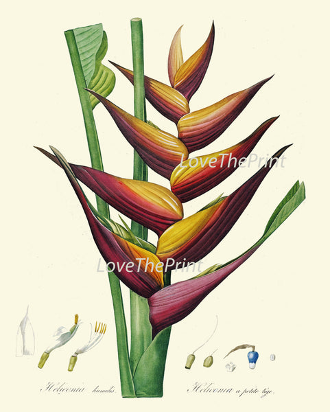 BOTANICAL PRINT Redoute  Art 191 Beautiful Large Heliconia Tropical Bird of Paradise Antique Flower Wall Home Decoration Plant to Frame