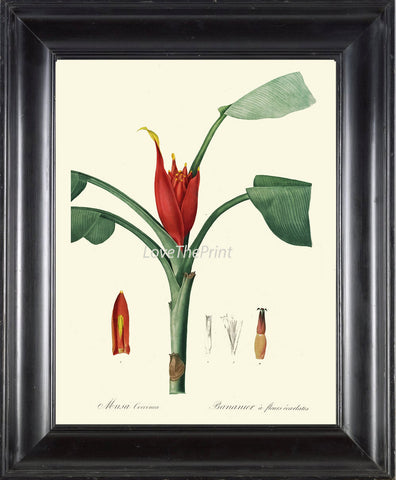 BOTANICAL PRINT Redoute  Art 160 Beautiful Tropical Banana Tree Musa Plantain Fruit Antique Wall Home Plant to Frame Kitchen Dining Room