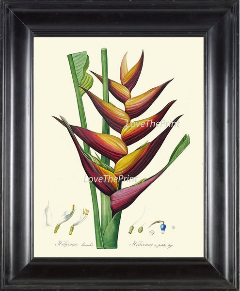 BOTANICAL PRINT Redoute  Art 191 Beautiful Large Heliconia Tropical Bird of Paradise Antique Flower Wall Home Decoration Plant to Frame