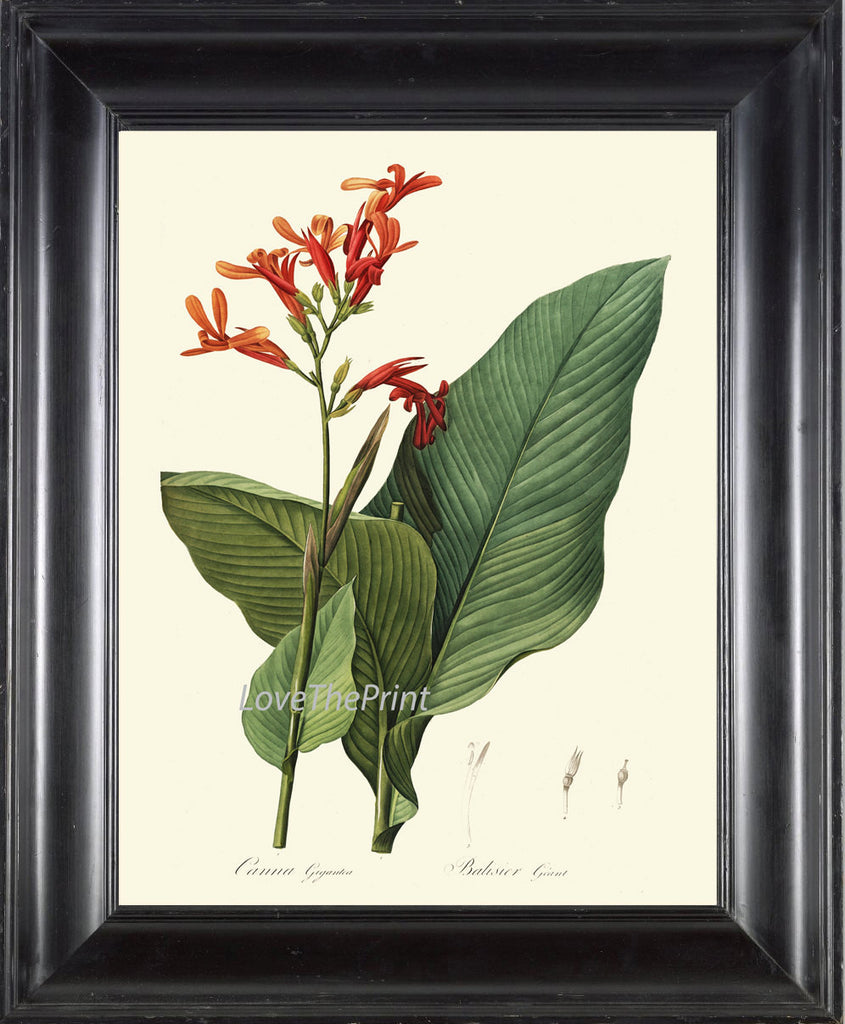 BOTANICAL PRINT Redoute  Art 169 Beautiful Tropical Canna Lily Flower Antique Illustration Wall Home Plant to Frame Bedroom Living Room