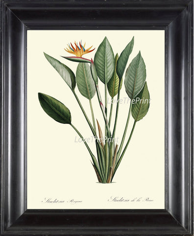 BOTANICAL PRINT Redoute  Art 78 Beautiful Tropical Bird of Paradise Flower Palm Antique Wall Home Plant to Frame Bedroom Living Room