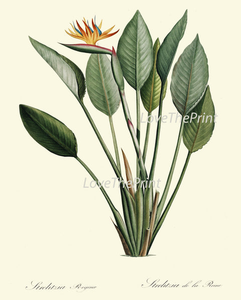 BOTANICAL PRINT Redoute  Art 78 Beautiful Tropical Bird of Paradise Flower Palm Antique Wall Home Plant to Frame Bedroom Living Room