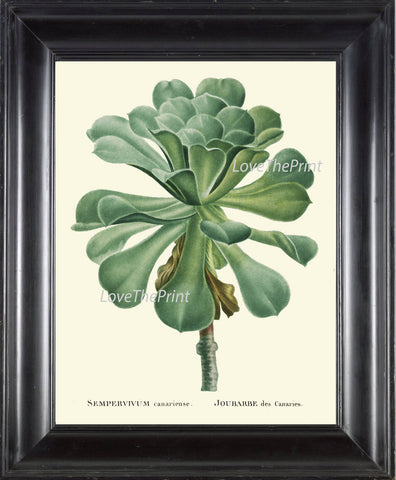 BOTANICAL PRINT  Art R485 Beautiful Tropical Sempervivum Greem Houseleek Flower Garden Wall Home Plant to Frame Bedroom Living Room