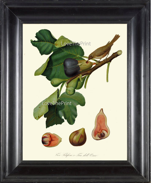 Fig Fruit Bird Print  Botanical Art Print C1 Antique Beautiful Plant Tree Natural Science Chart Home Room Wall Decoration to Frame