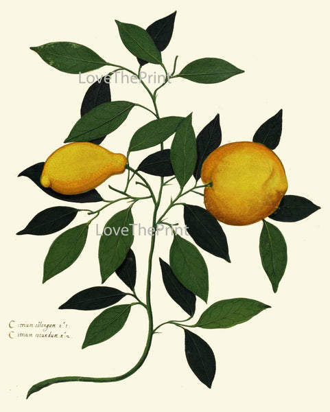 Lemon Print ITALIAN VEGETABLE Garden Aldrovandi  Botanical Art Print 49 Antique Beautiful Citrus Fruit Plant Tree Home Wall Decoration