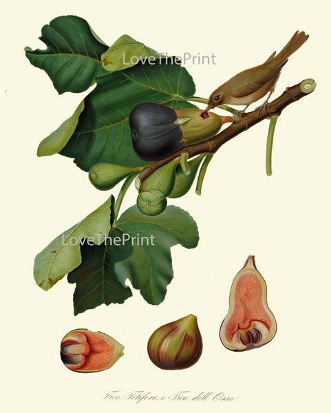 Fig Fruit Bird Print  Botanical Art Print C1 Antique Beautiful Plant Tree Natural Science Chart Home Room Wall Decoration to Frame