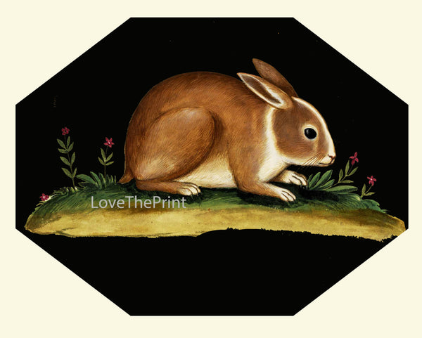 Rabbit Print  Art Print 22 Beautiful Antique Bunny Flowers on Black Background Country Rustic Primitive Nature Farm Home Room Decoration