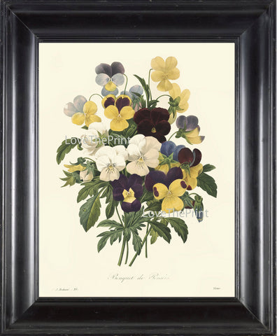BOTANICAL PRINT Redoute  Art Print 356 Beautiful Pansies Antique Flowers Wall Home Decoration Spring Summer Garden Nature Plant to Frame