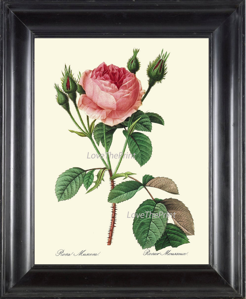 BOTANICAL PRINT Redoute Flower  Art Print 20 Beautiful Antique Pink Roser French Spring Garden Plant to Frame Decor Interior Desing
