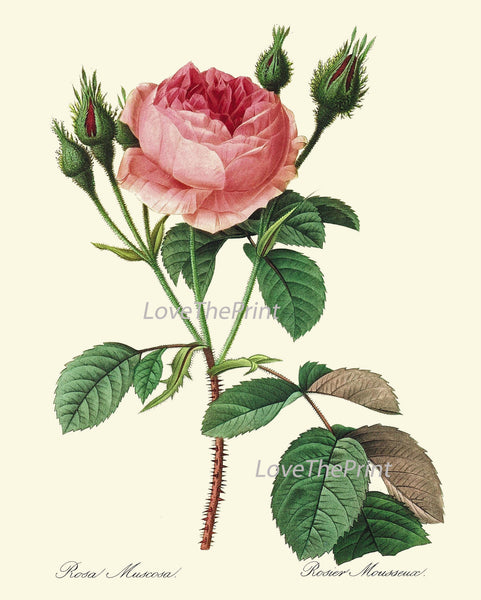BOTANICAL PRINT Redoute Flower  Art Print 20 Beautiful Antique Pink Roser French Spring Garden Plant to Frame Decor Interior Desing