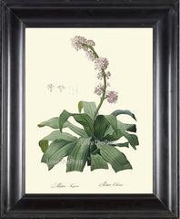 BOTANICAL PRINT Redoute Flower  Art Print 91 Beautiful Antique Unicorn Root Crow Corn Illustration to Frame Home Wall Decor Decoration
